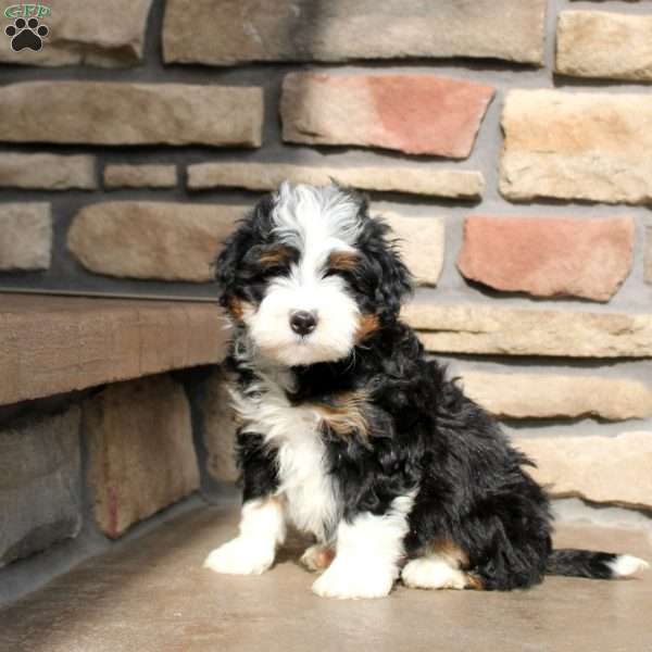 Hudson, Mini Bernedoodle Puppy