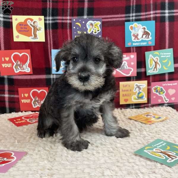 Owen, Miniature Schnauzer Puppy