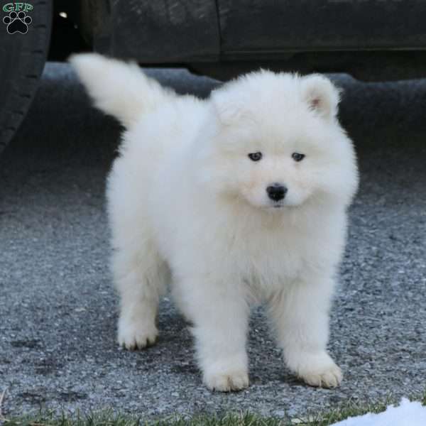 Ziya, Samoyed Puppy