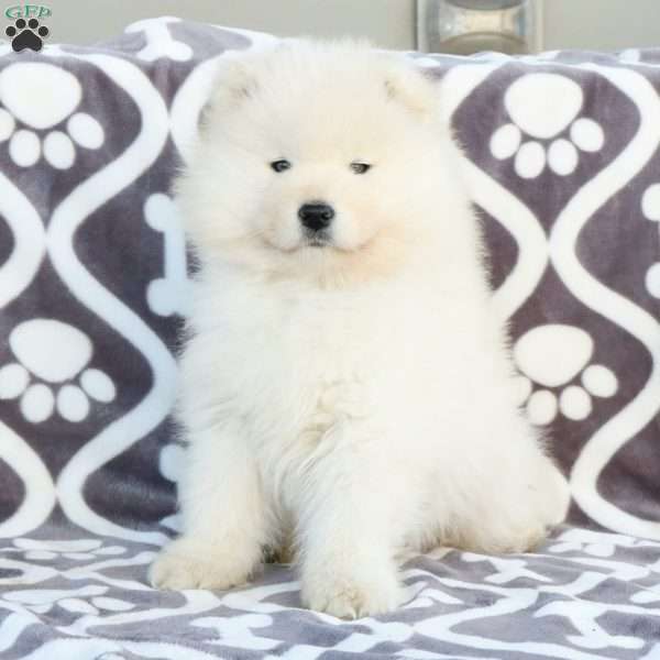 Zander, Samoyed Puppy