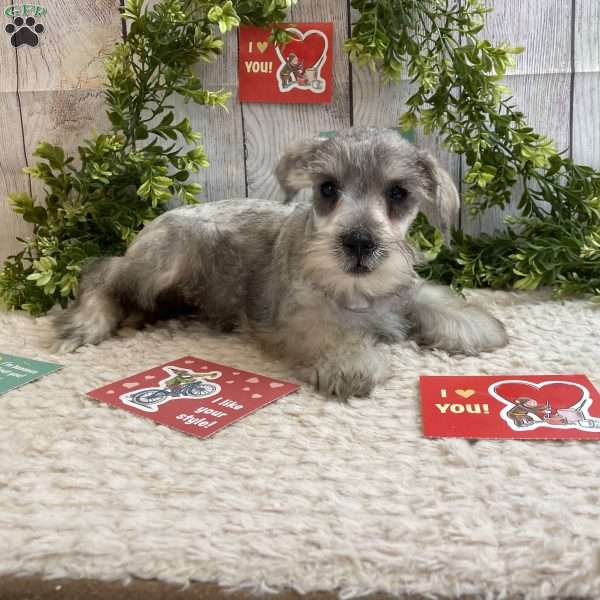 Ollie, Miniature Schnauzer Puppy