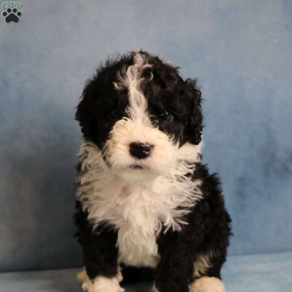 Micky, Portuguese Water Dog Puppy