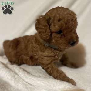 Toy Poodle Puppies For Sale Greenfield Puppies