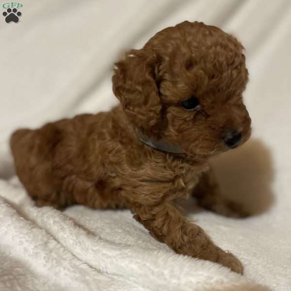 Ruby, Toy Poodle Puppy