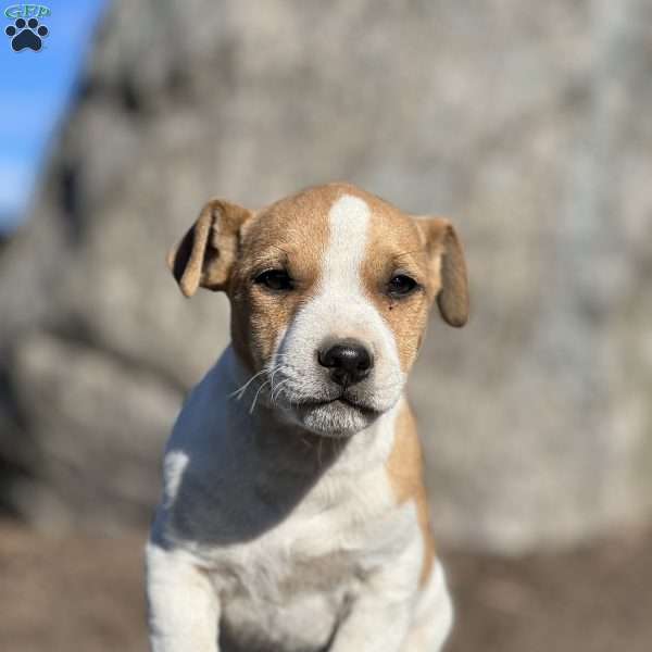 Chase, Jack Russell Terrier Puppy