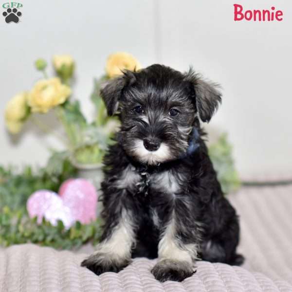 Bonnie, Miniature Schnauzer Puppy