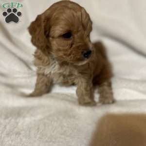 Kamden, Miniature Poodle Puppy
