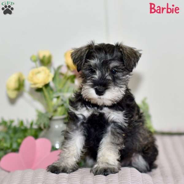 Barbie, Miniature Schnauzer Puppy