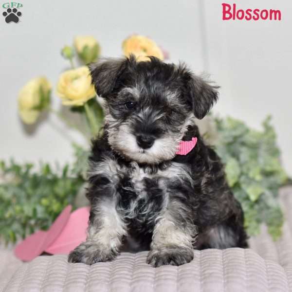 Blossom, Miniature Schnauzer Puppy