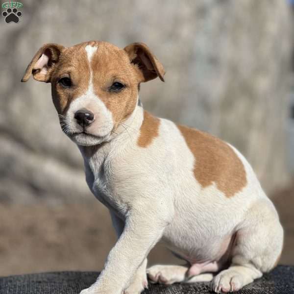 Axel, Jack Russell Terrier Puppy