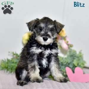 Blitz, Miniature Schnauzer Puppy