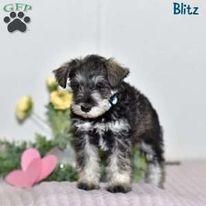 Blitz, Miniature Schnauzer Puppy