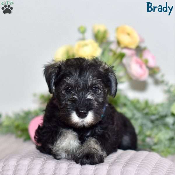 Brady, Miniature Schnauzer Puppy
