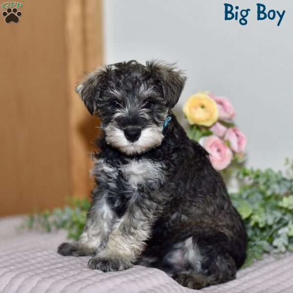 Big Boy, Miniature Schnauzer Puppy