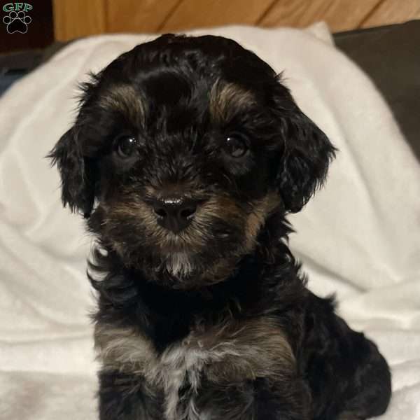 Kierra, Miniature Poodle Puppy