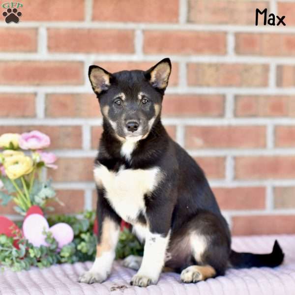 Max, Shiba Inu Puppy