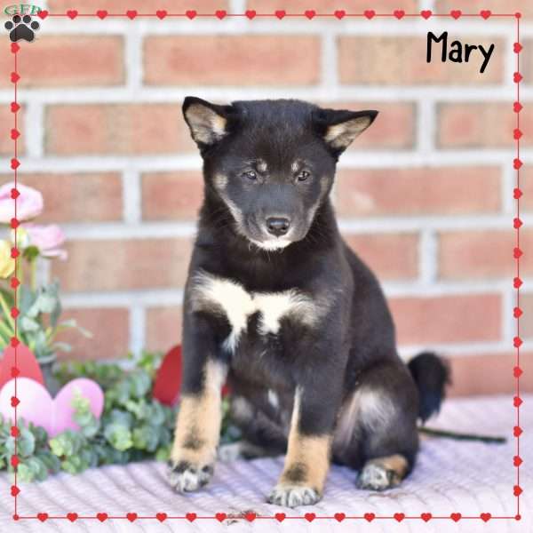 Mary, Shiba Inu Puppy