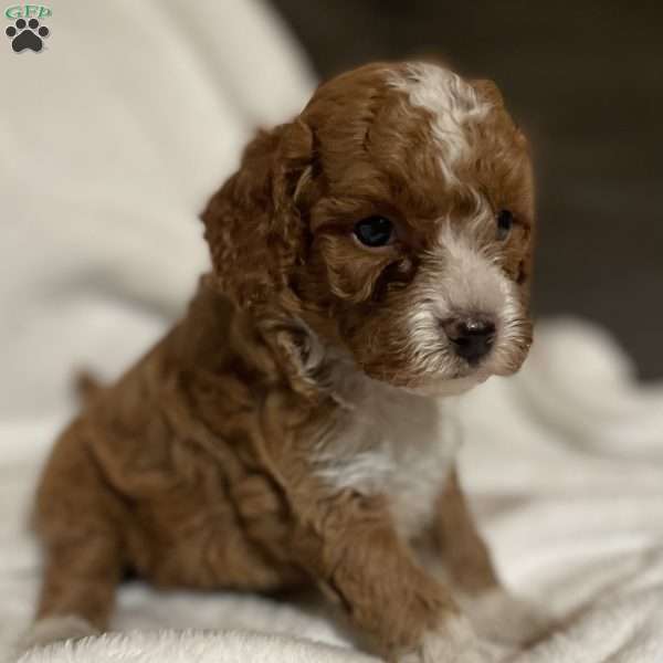 Karamel, Miniature Poodle Puppy