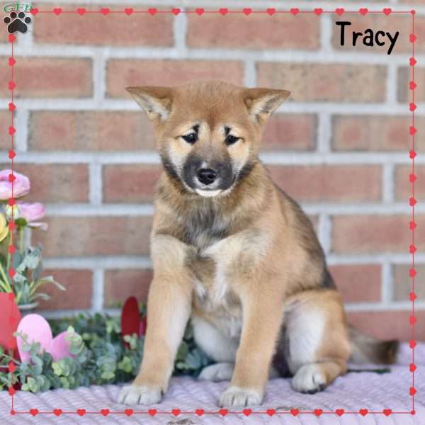 Tracy, Shiba Inu Puppy