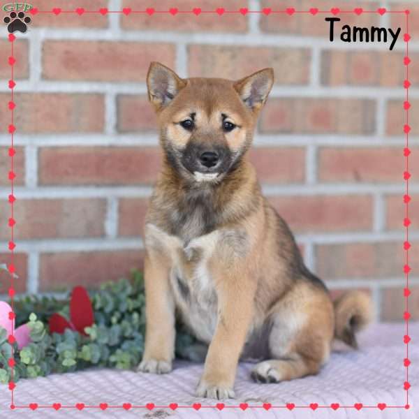 Tammy, Shiba Inu Puppy