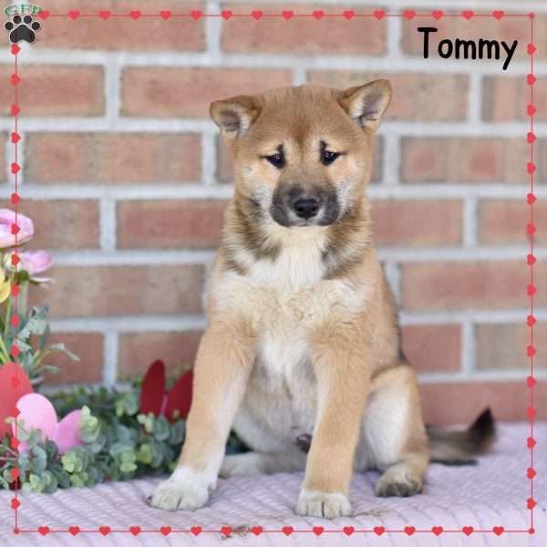 Tommy, Shiba Inu Puppy