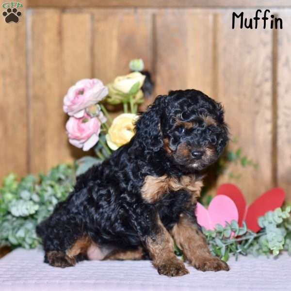 Muffin, Cockapoo Puppy