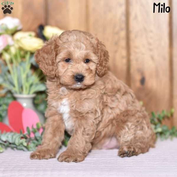 Milo, Cockapoo Puppy