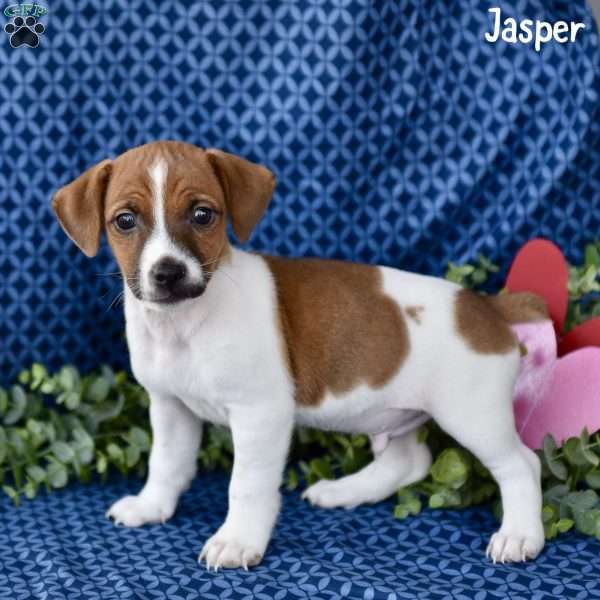 Jasper, Jack Russell Terrier Puppy