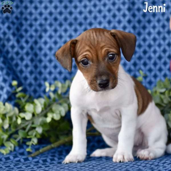 Jenni, Jack Russell Terrier Puppy