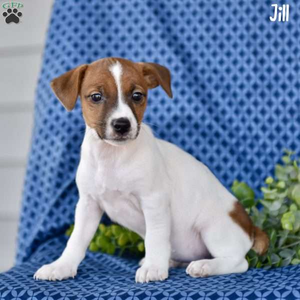 Jill, Jack Russell Terrier Puppy