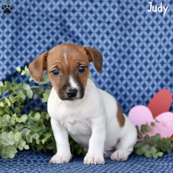 Judy, Jack Russell Terrier Puppy