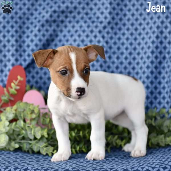 Jean, Jack Russell Terrier Puppy