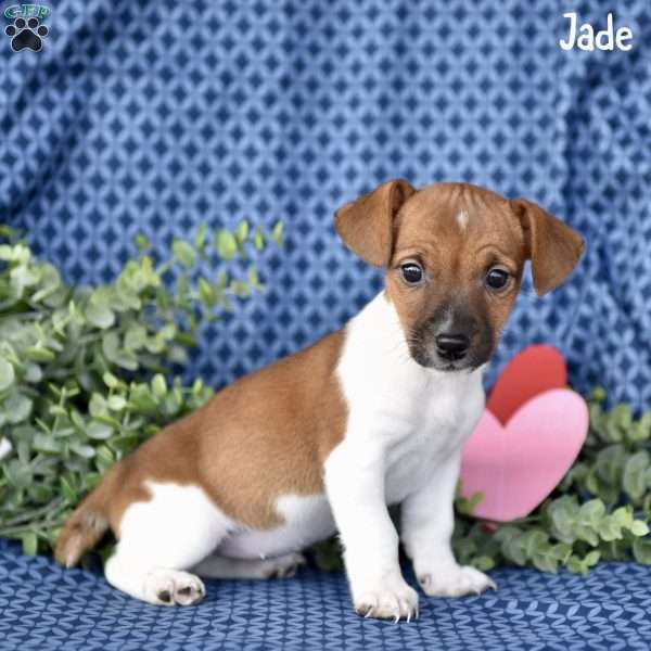 Jade, Jack Russell Terrier Puppy