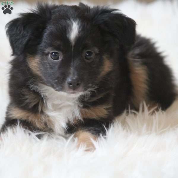 Archie, Miniature Australian Shepherd Puppy