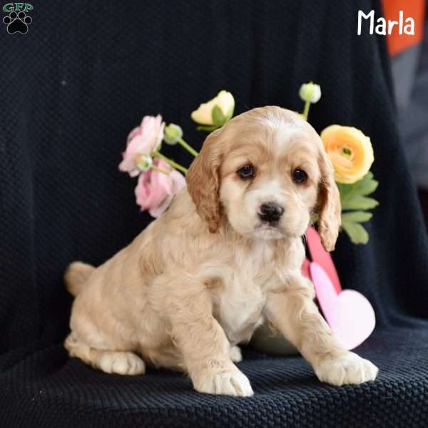 Marla, Cocker Spaniel Puppy