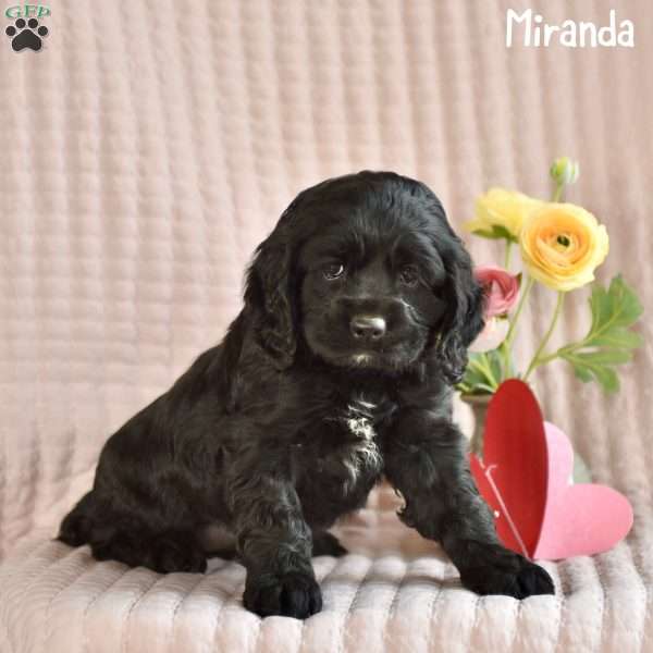Miranda, Cocker Spaniel Puppy