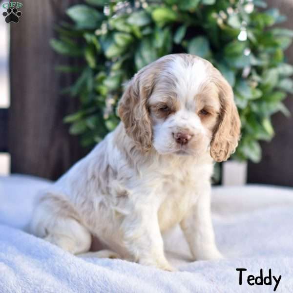 Teddy, Cocker Spaniel Puppy
