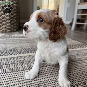 Cockapoo Puppies for Sale - Greenfield Puppies