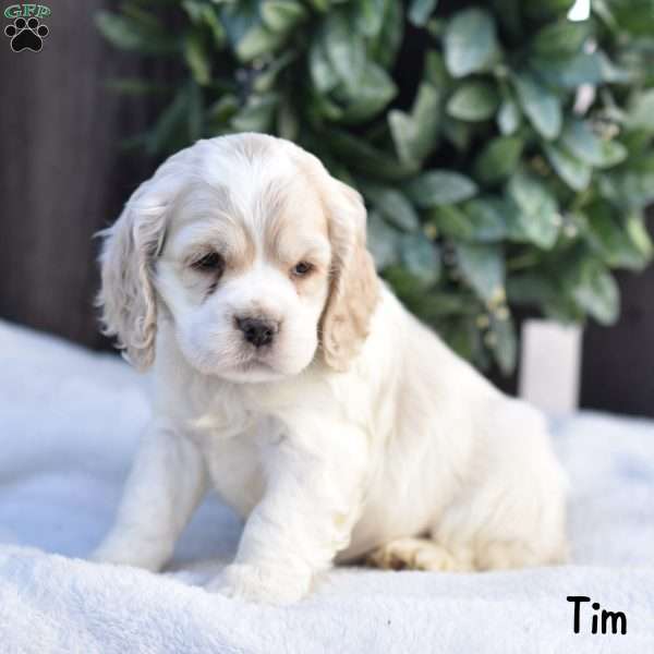 Tim, Cocker Spaniel Puppy