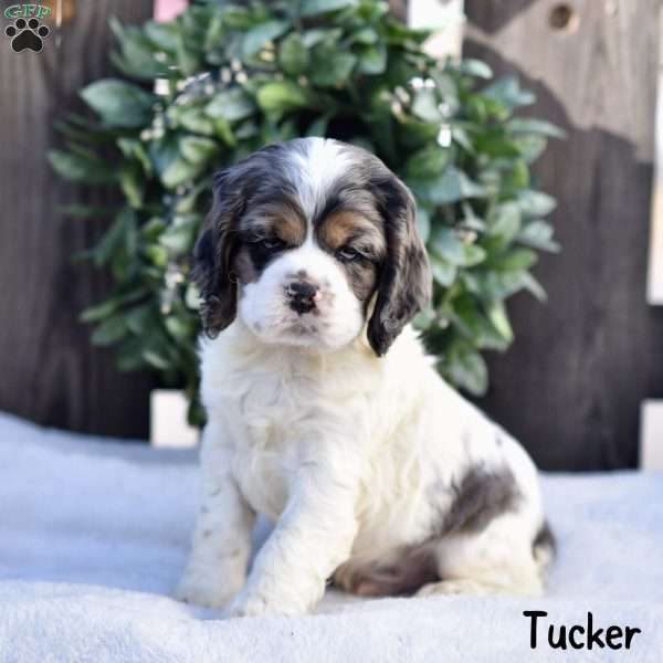 Tucker, Cocker Spaniel Puppy