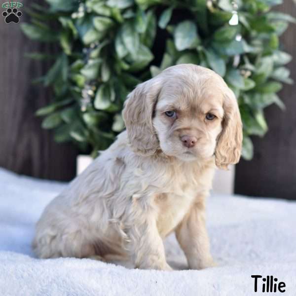 Tillie, Cocker Spaniel Puppy