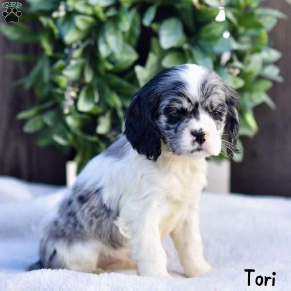Tori, Cocker Spaniel Puppy