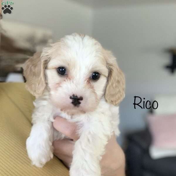 Rico, Cavachon Puppy