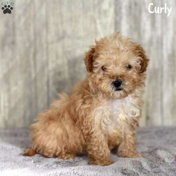 Curly, Toy Poodle Puppy