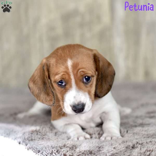 Petunia (mini), Dachshund Puppy