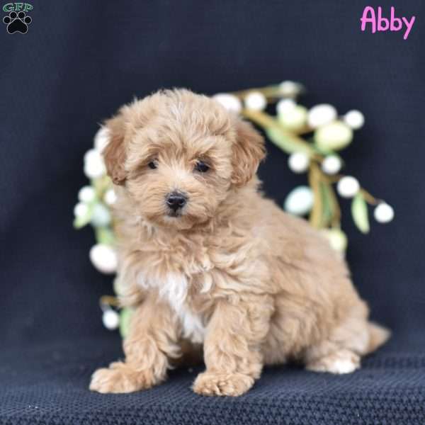 Abby, Maltipoo Puppy