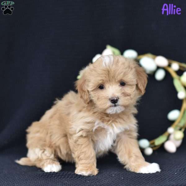 Allie, Maltipoo Puppy