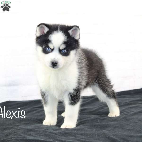 Alexis, Pomsky Puppy
