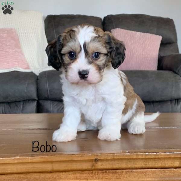Bobo, Cavachon Puppy
