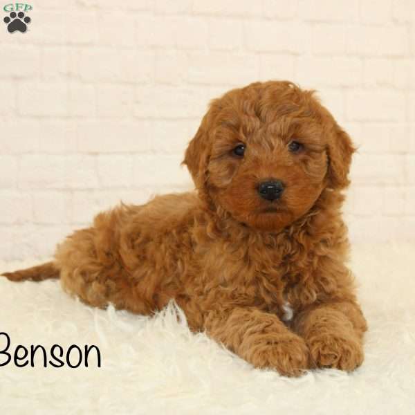 Benson, Mini Goldendoodle Puppy